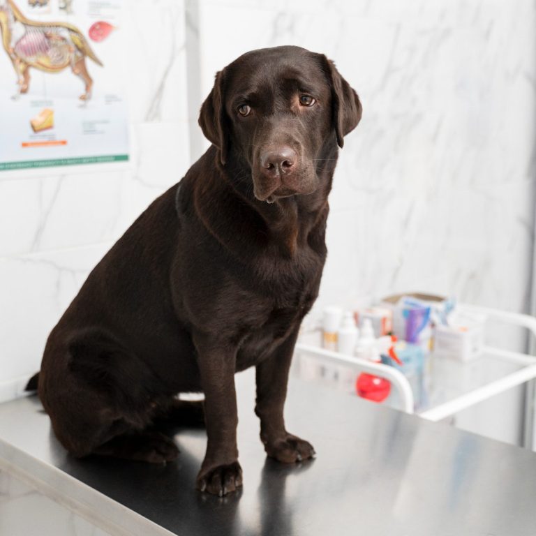 Schokoladenlabrador sitzt auf einem Tisch in einer Tierarztpraxis.