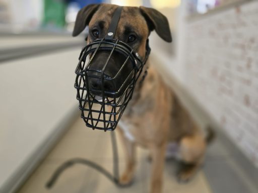 Ein Hund mit einem Maulkorb sitzt an der Leine in einem Innenraum.