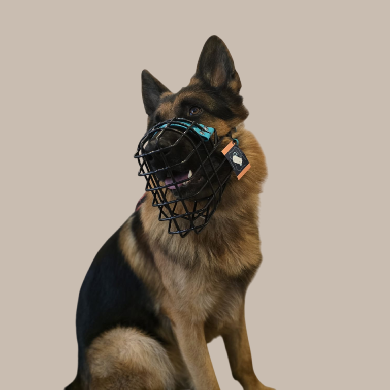 Ein schwarzer und brauner Schäferhund trägt einen Maulkorb.