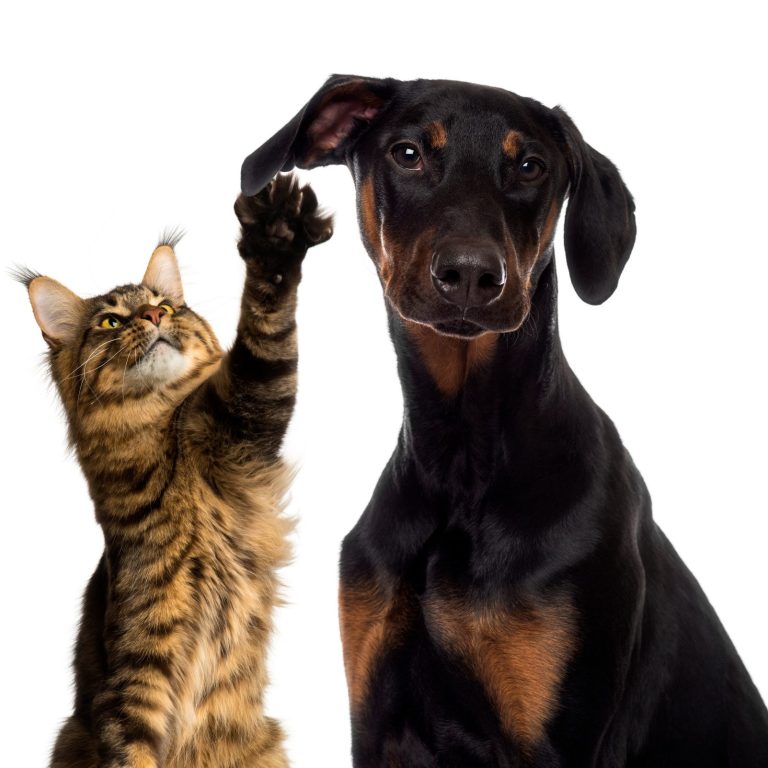 Katze hebt die Vorderpfote neben einem großen, aufmerksam blickenden Hund.