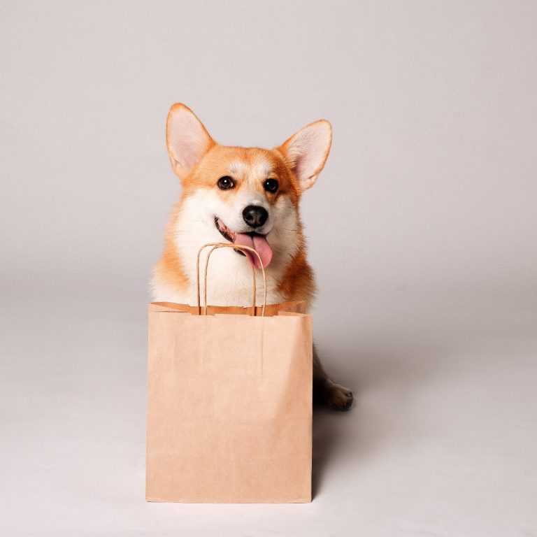 Ein Corgi mit herausgestreckter Zunge sitzt in einer braunen Einkaufstüte.