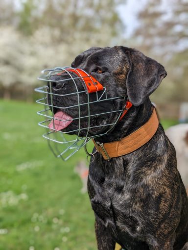 Braun gestreifter Hund mit Maulkorb sitzt im Freien, im Hintergrund blühende Bäume.